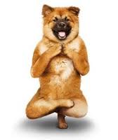 La Medicina Alternativa para nuestras mascotas