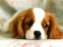 Depresión en perros y gatos: un problema cada vez más común