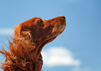 Los perros y el cielo