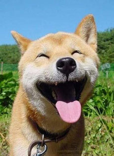 5 Lecciones de vida que aprendemos de los perros